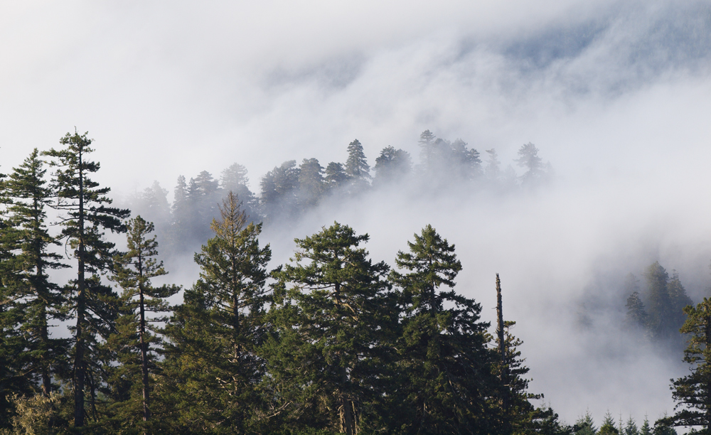 Redwoods in Mist von Tobias Möser 