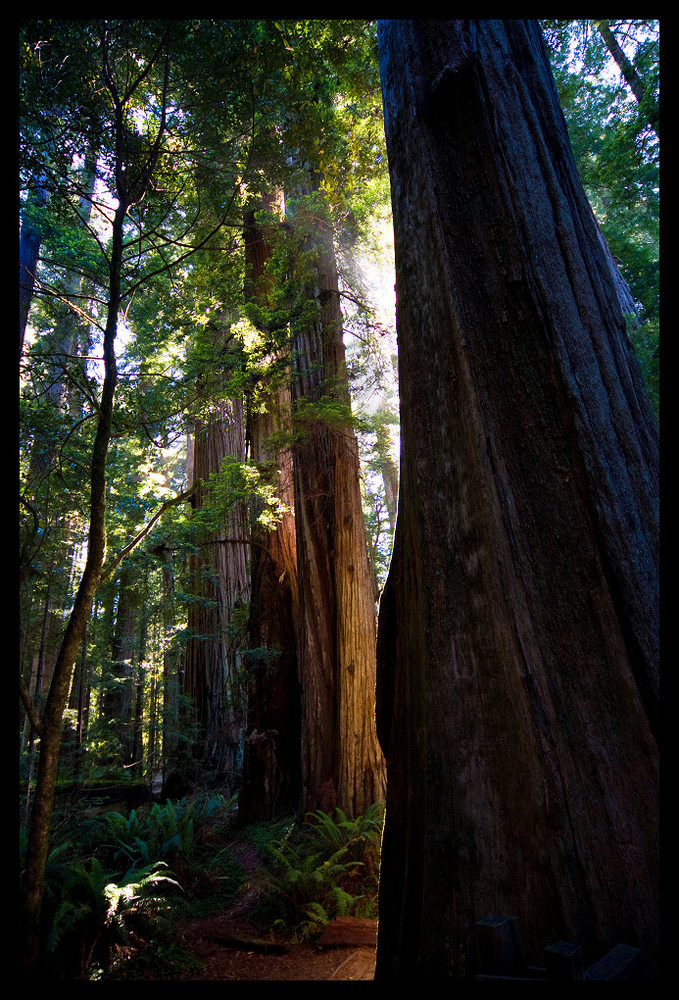 Redwoods, Jedediah Smith Redwoods State Park