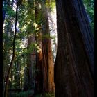 Redwoods, Jedediah Smith Redwoods State Park