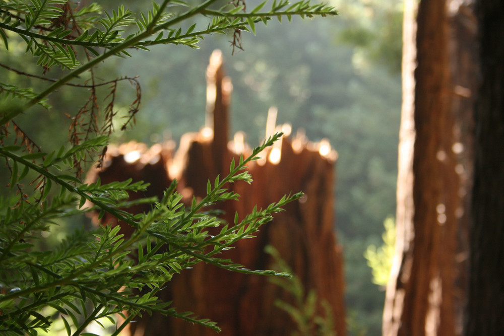 Redwoods National Monument