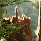 Redwoods National Monument