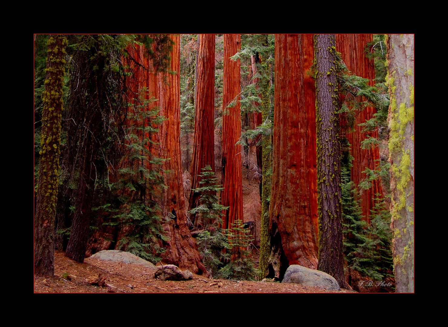 Redwoods - Sequoia National Park - Californien