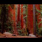 Redwoods - Sequoia National Park - Californien