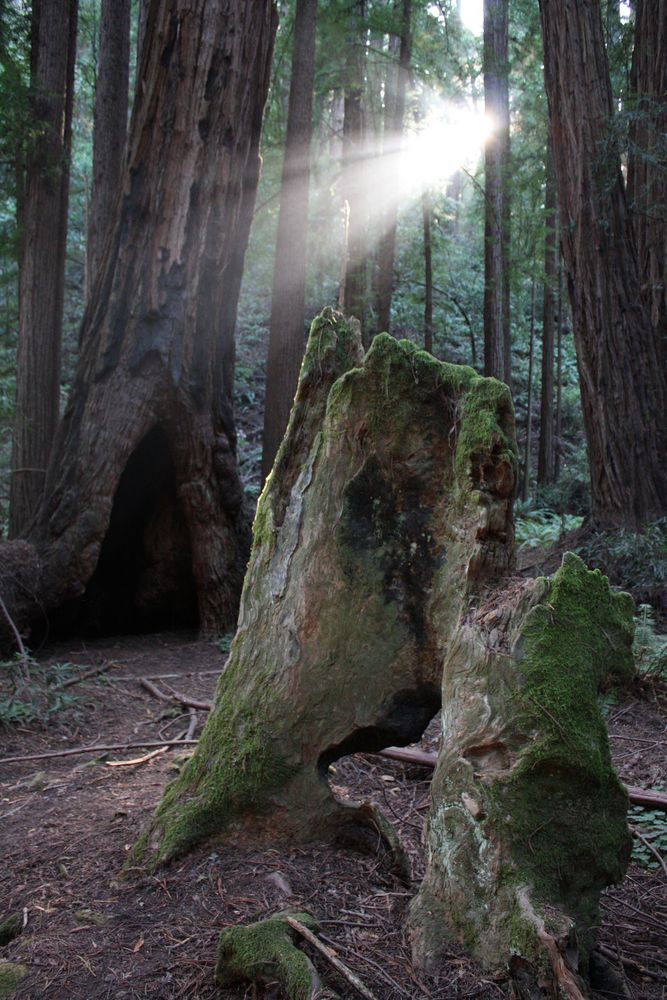 Redwoods (Sequoia sempervirens)...