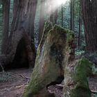 Redwoods (Sequoia sempervirens)...