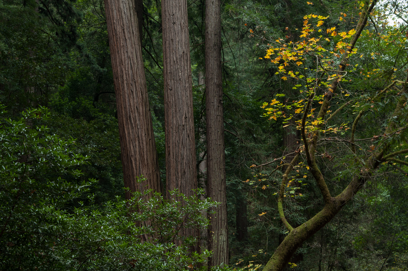 Redwoods With Yellow