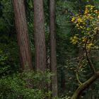 Redwoods With Yellow