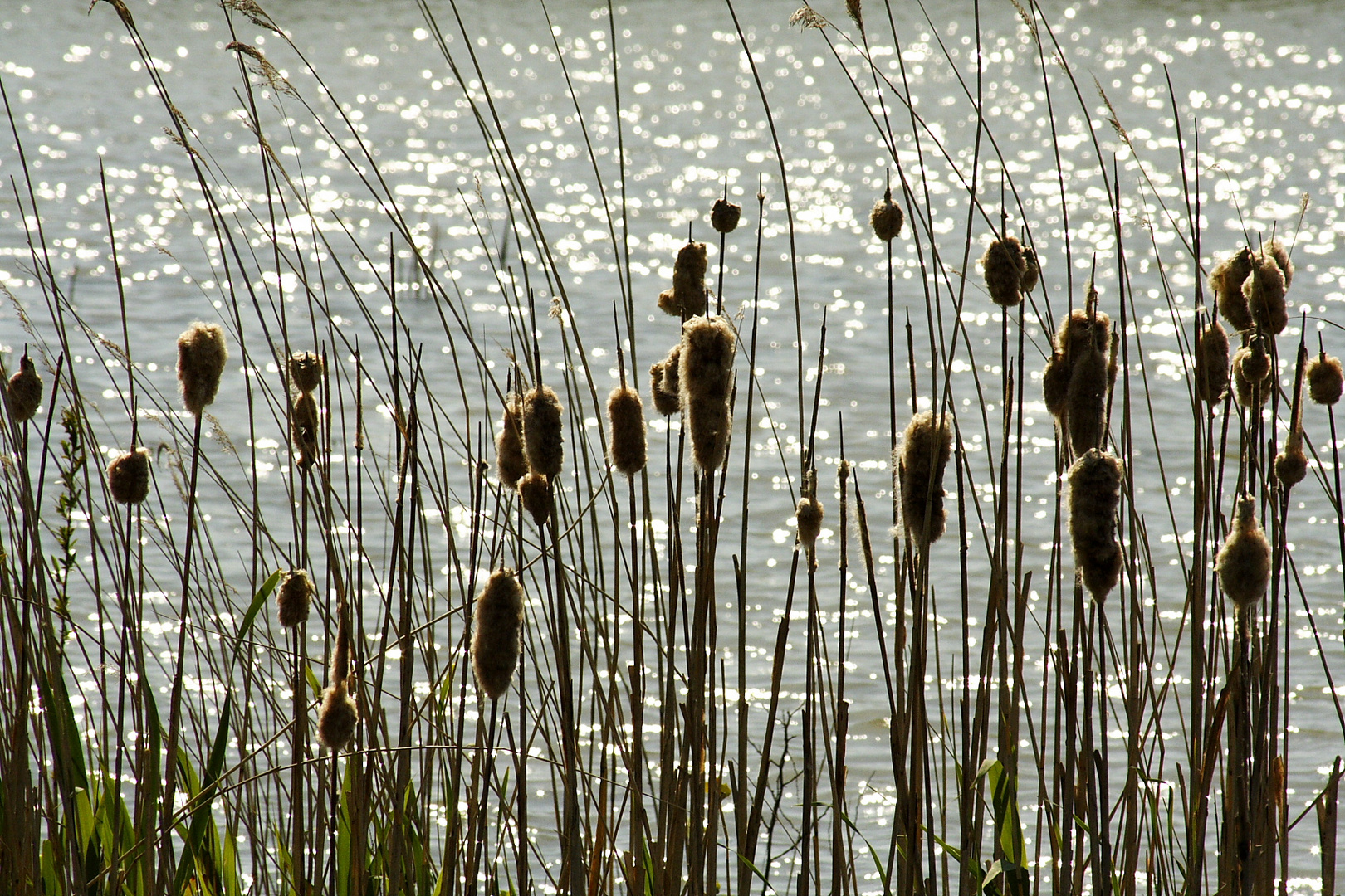 reed and sunshine