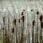 reed and sunshine