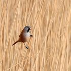 Reed Bed Inhabitant