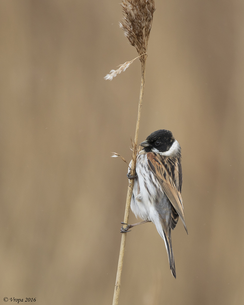 Reed Bunting