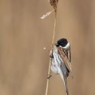 Reed Bunting