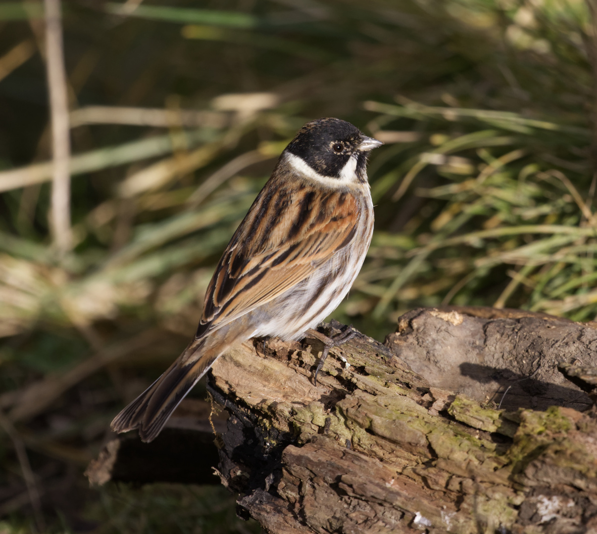 Reed Bunting