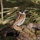 Reed Bunting