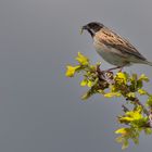 Reed Bunting 