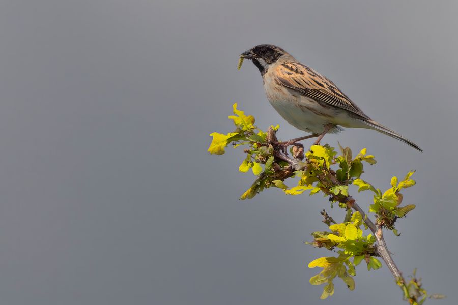 Reed Bunting 