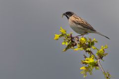 Reed Bunting 