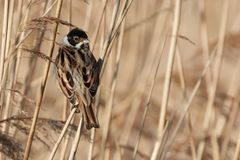 Reed Bunting