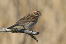 Reed Bunting de MiQ1969 