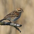 Reed Bunting