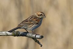 Reed Bunting