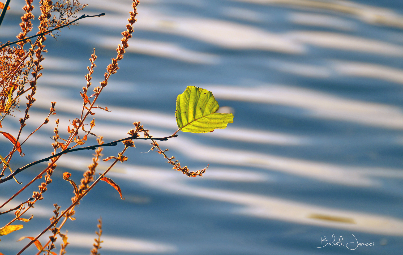 reed by the water