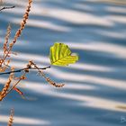 reed by the water