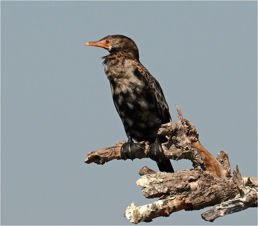 Reed cormorant ...