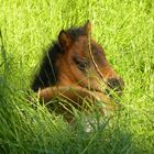 Reed , ein kleiner Minishettyhengst