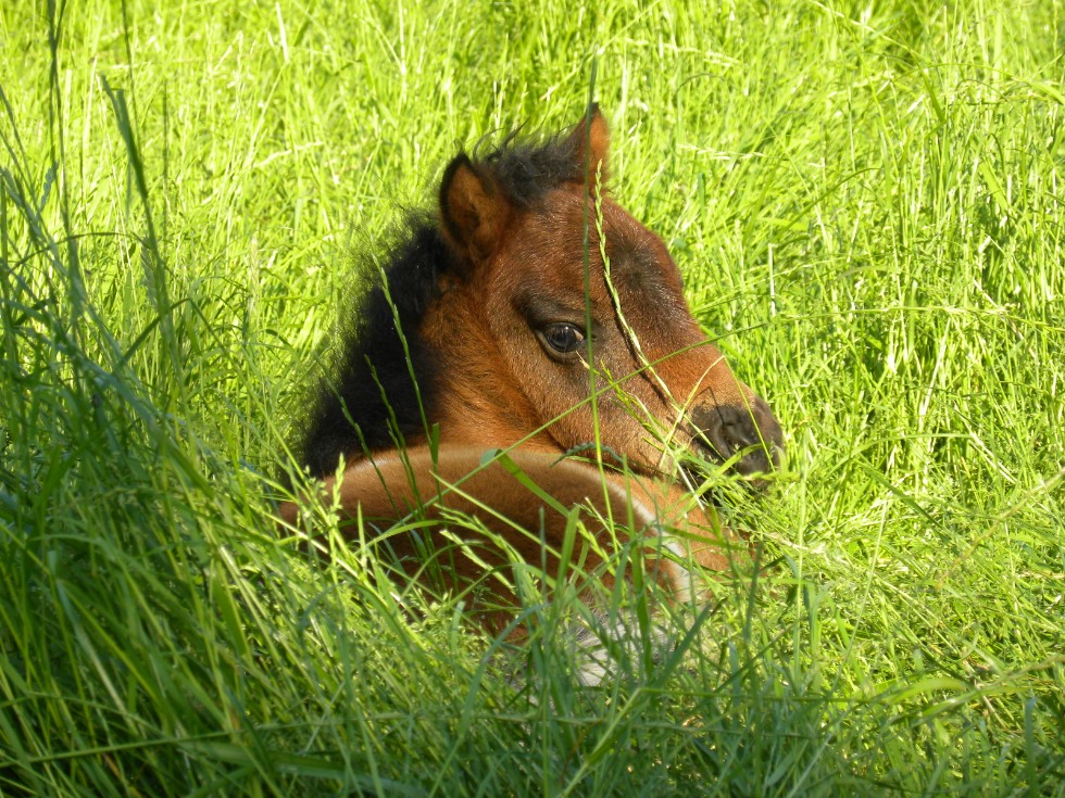 Reed , ein kleiner Minishettyhengst