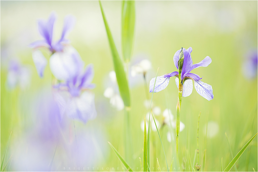 reed - flower - blues.......