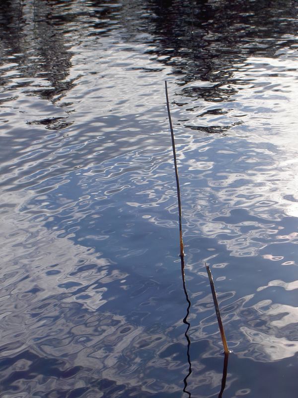 Reed in water