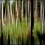 REED IN WATER WITH DYING FOREST IN A BOG FULL OF FROGS NEAR SPADE BREW FELT ON A SUNNY DAY IN SPRING