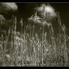 Reed - IR