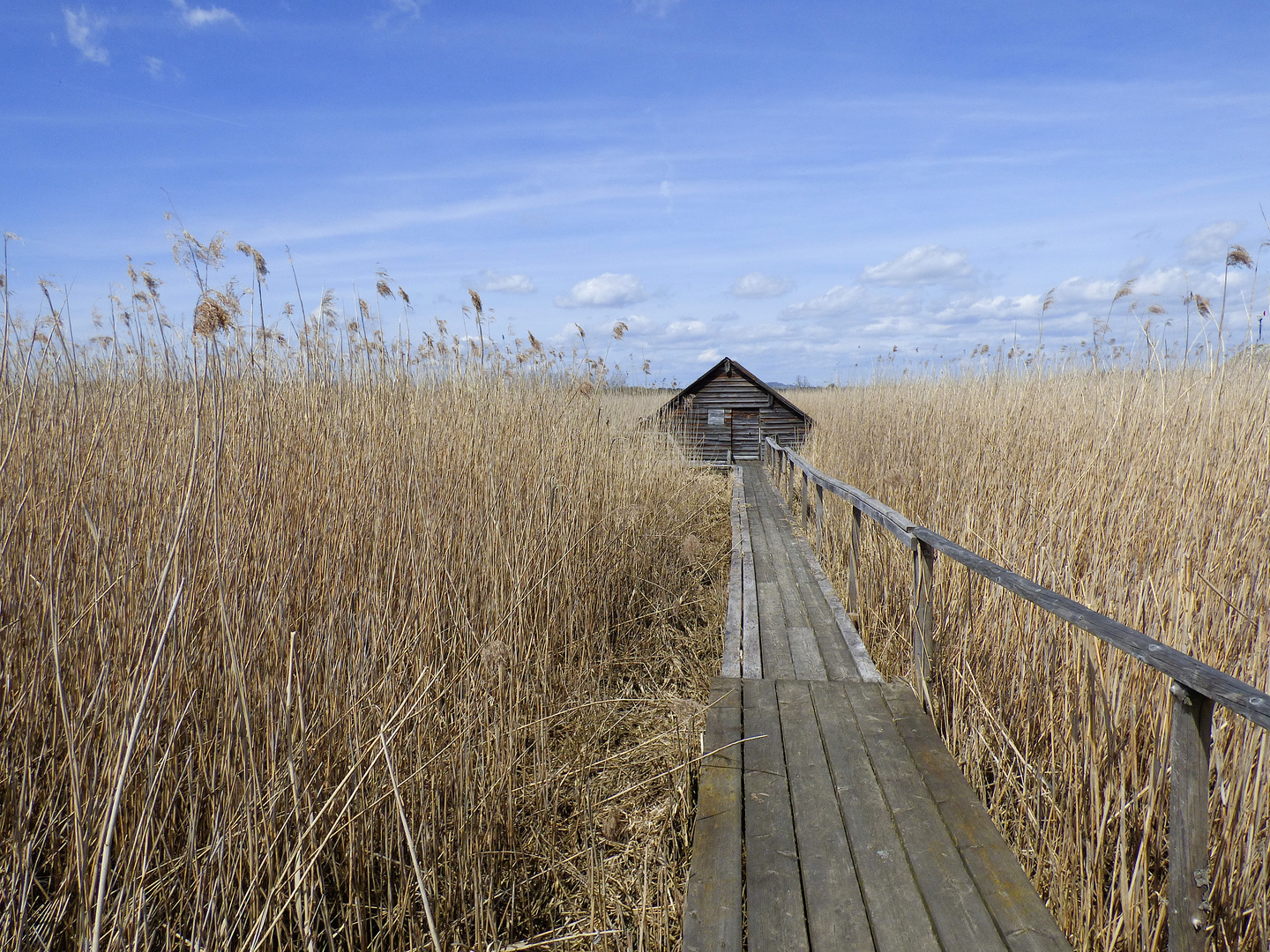 Reed Sea