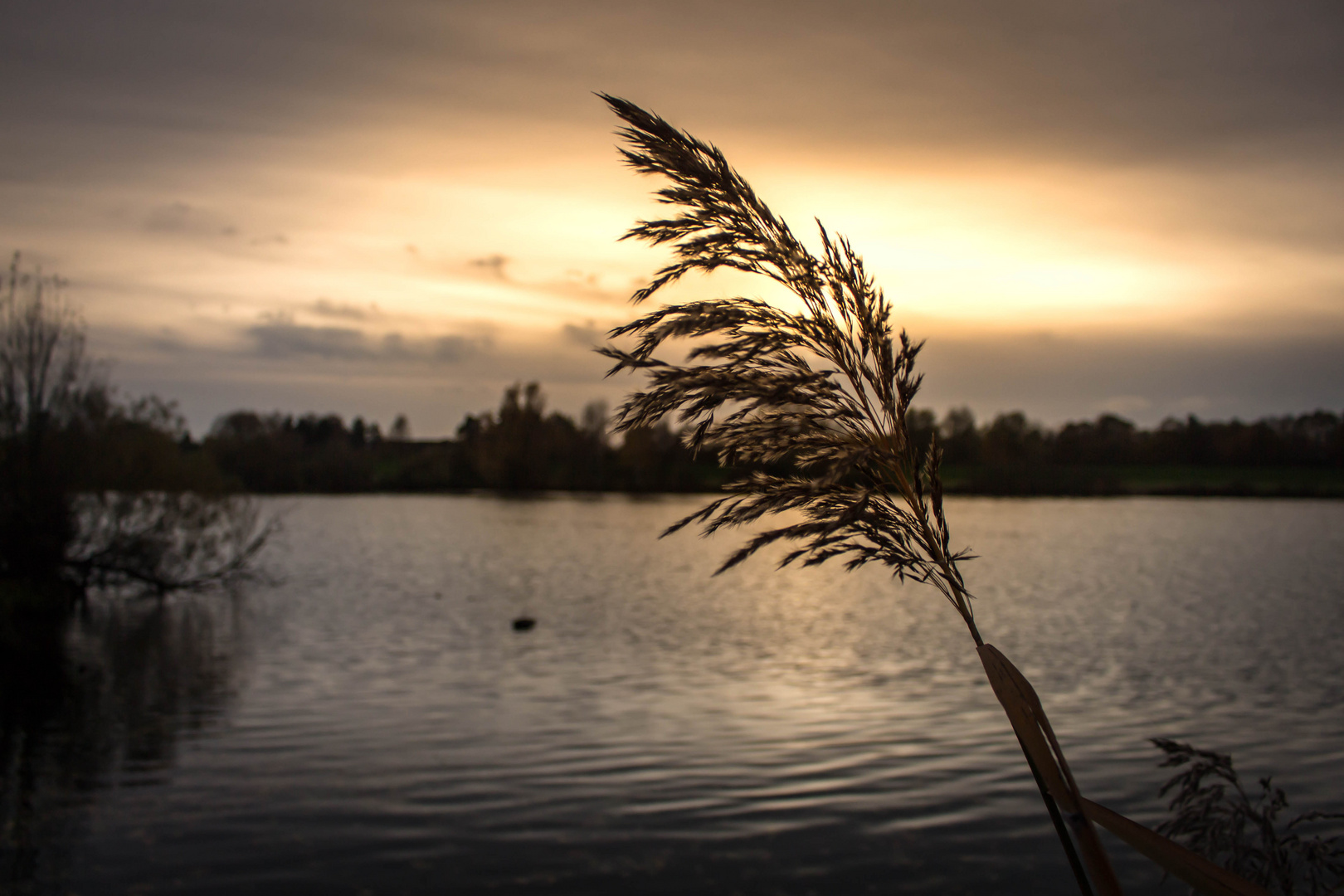 Reed & Sunset