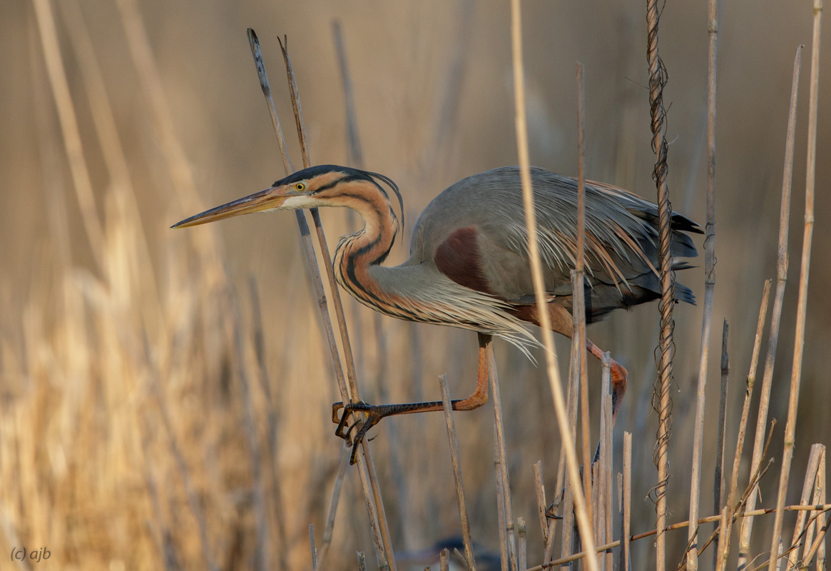 Reed walker Foto & Bild tiere, wildlife, wild lebende vögel Bilder