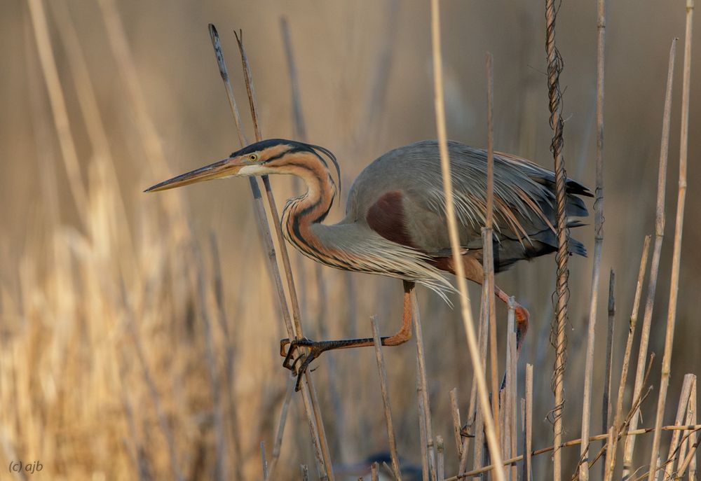 Reed walker Foto & Bild tiere, wildlife, wild lebende vögel Bilder auf
