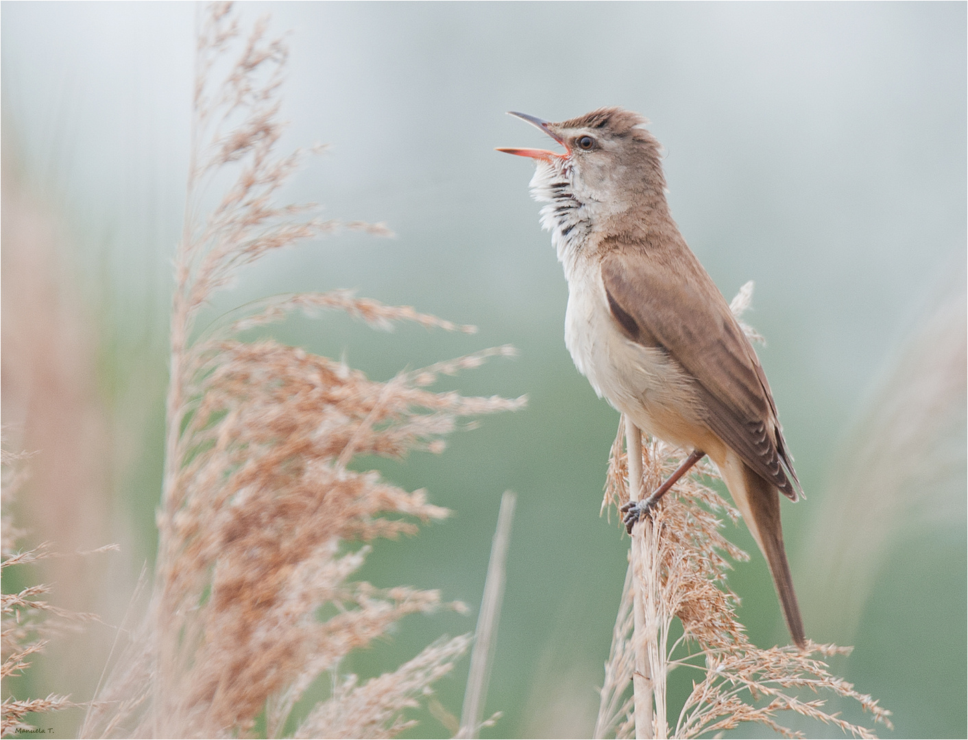 Reed warbler