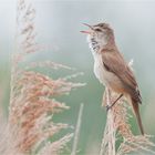 Reed warbler