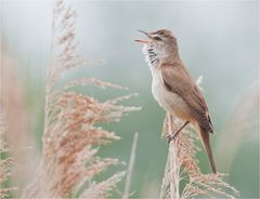 Reed warbler