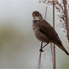 Reed warbler