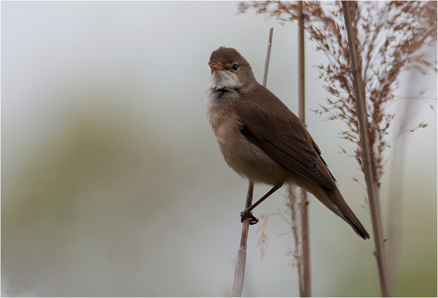 Reed warbler