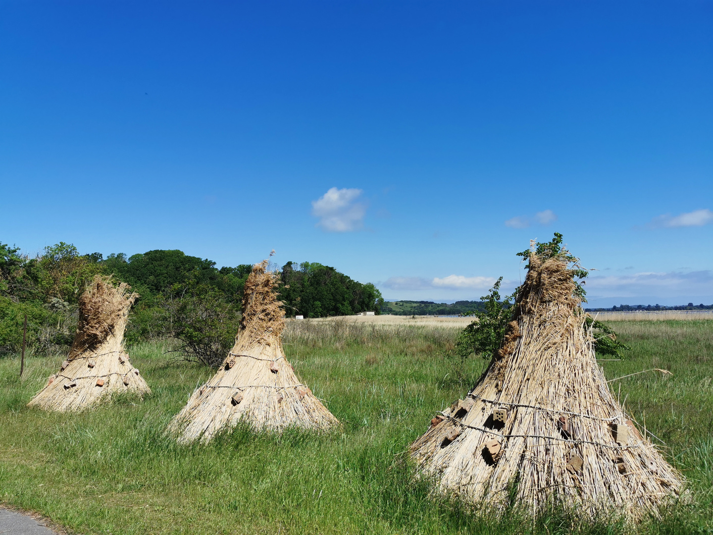 Reed zum Trocknen gebündelt