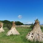 Reed zum Trocknen gebündelt