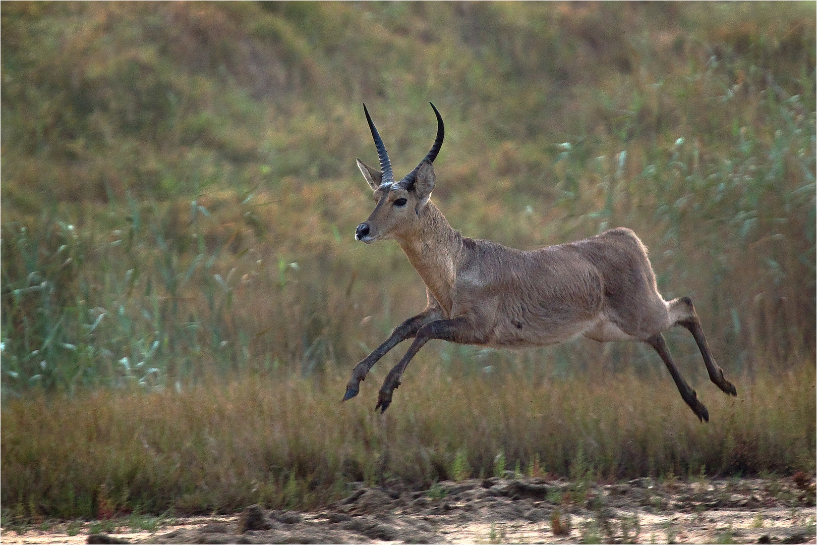 reedbuck