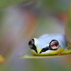 Reedfrog