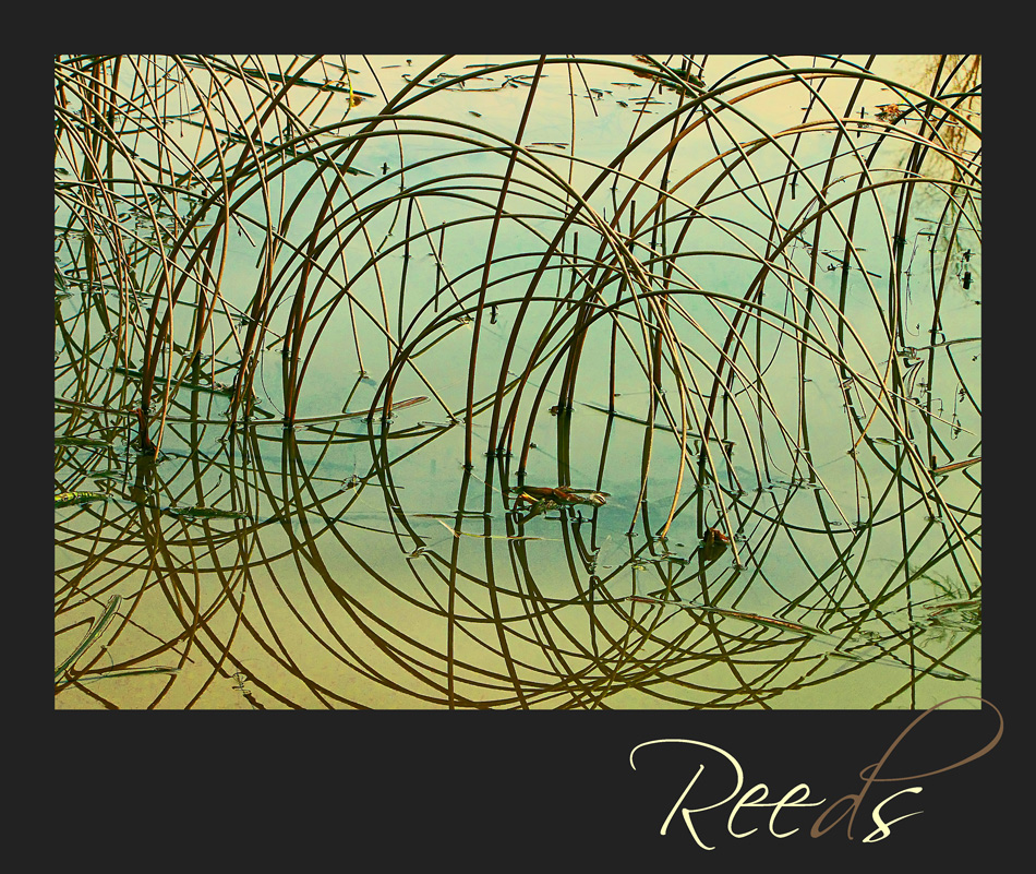 Reeds