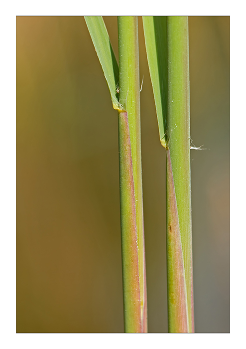 reeds ...