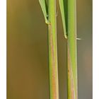 reeds ...